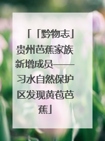 「黔物志」贵州芭蕉家族新增成员——习水自然保护区发现黄苞芭蕉