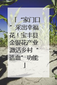 “家门口”采出幸福花！宝丰县金银花产业激活乡村“造血”功能