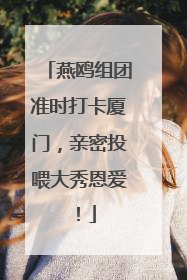 燕鸥组团准时打卡厦门，亲密投喂大秀恩爱！