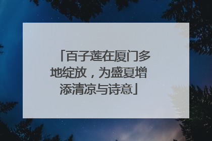 百子莲在厦门多地绽放，为盛夏增添清凉与诗意