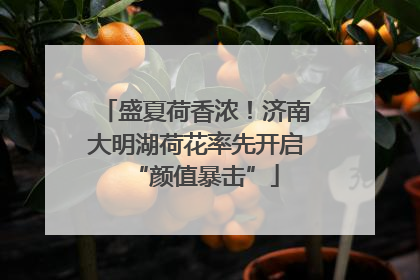 盛夏荷香浓！济南大明湖荷花率先开启“颜值暴击”