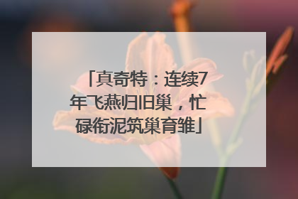 真奇特：连续7年飞燕归旧巢，忙碌衔泥筑巢育雏