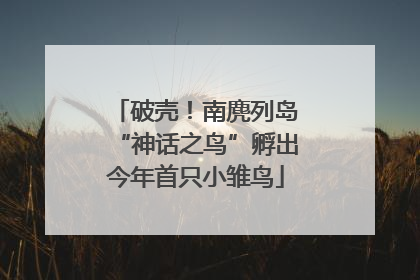 破壳！南麂列岛“神话之鸟”孵出今年首只小雏鸟