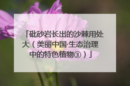 砒砂岩长出的沙棘用处大（美丽中国·生态治理中的特色植物③）