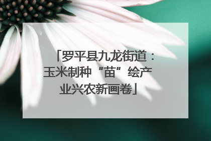 罗平县九龙街道：玉米制种“苗”绘产业兴农新画卷