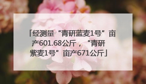 经测量“青研蓝麦1号”亩产601.68公斤，“青研紫麦1号”亩产671公斤