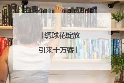 绣球花绽放 引来十万客