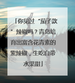 你见过“茄子款”辣椒吗？青岛培育出富含花青素的紫辣椒，生吃自带水果甜