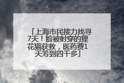 上海市民接力找寻7天！脸被射穿的狸花猫获救，医药费1天筹到四千多