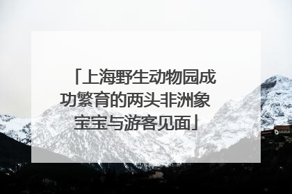 上海野生动物园成功繁育的两头非洲象宝宝与游客见面