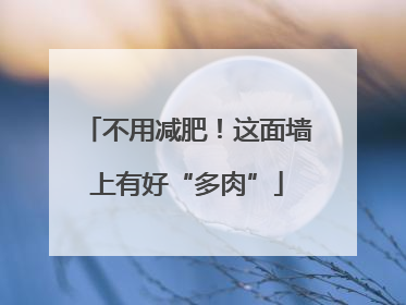不用减肥！这面墙上有好“多肉”