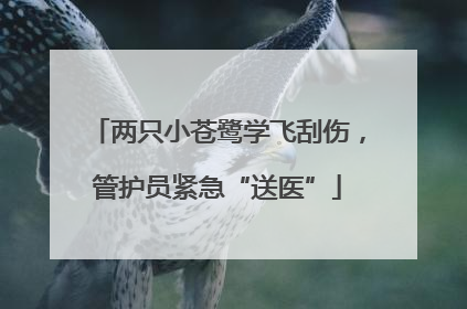 两只小苍鹭学飞刮伤，管护员紧急“送医”