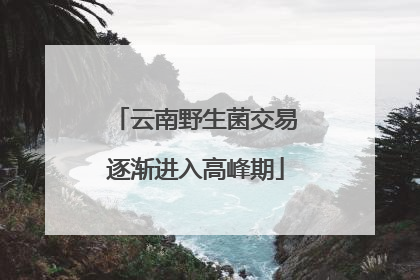 云南野生菌交易逐渐进入高峰期