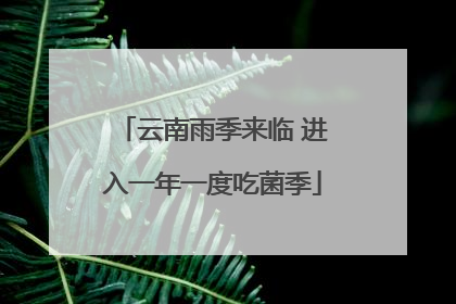云南雨季来临 进入一年一度吃菌季