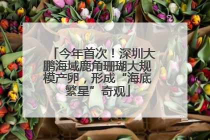 今年首次！深圳大鹏海域鹿角珊瑚大规模产卵，形成“海底繁星”奇观