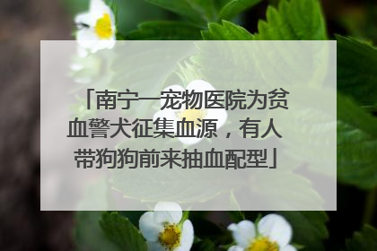 南宁一宠物医院为贫血警犬征集血源，有人带狗狗前来抽血配型