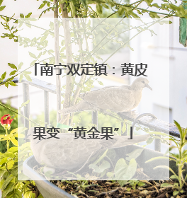 南宁双定镇：黄皮果变“黄金果”