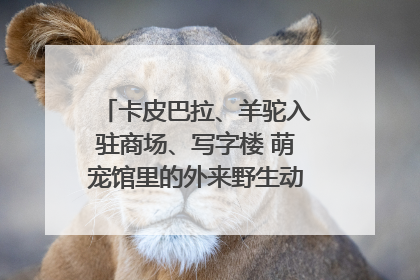 卡皮巴拉、羊驼入驻商场、写字楼 萌宠馆里的外来野生动物暗藏哪些隐患？