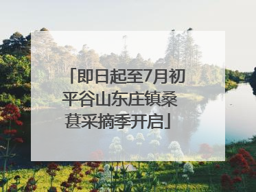 即日起至7月初 平谷山东庄镇桑葚采摘季开启