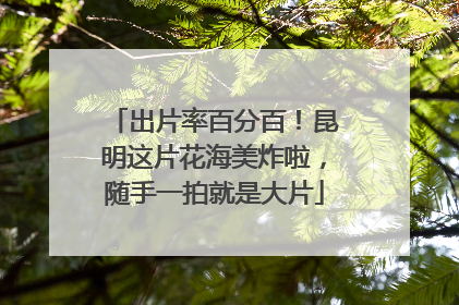 出片率百分百！昆明这片花海美炸啦，随手一拍就是大片
