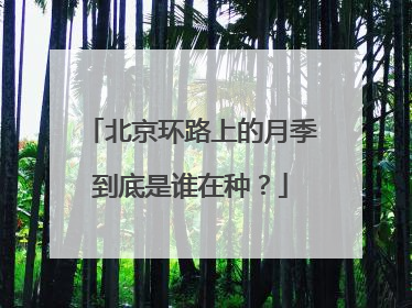北京环路上的月季到底是谁在种？