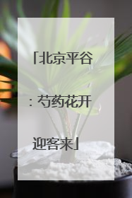 北京平谷：芍药花开迎客来