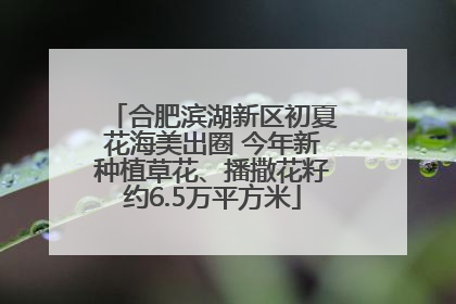 合肥滨湖新区初夏花海美出圈 今年新种植草花、播撒花籽约6.5万平方米