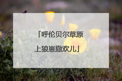 呼伦贝尔草原上狼崽撒欢儿