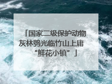 国家二级保护动物灰林鸮光临竹山上庸“鲜花小镇”