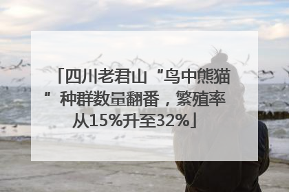 四川老君山“鸟中熊猫”种群数量翻番，繁殖率从15%升至32%