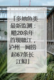多地鱼类最新监测：鳤20余年首现赣江，泸州一网捞起67条长江鲟