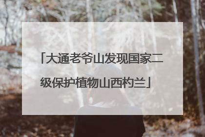 大通老爷山发现国家二级保护植物山西杓兰
