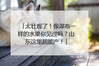 太壮观了！像瀑布一样的水果你见过吗？山东这里超能产！