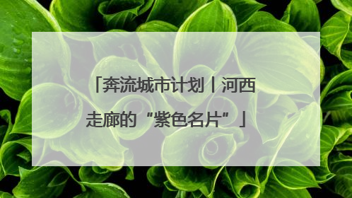 奔流城市计划丨河西走廊的“紫色名片”