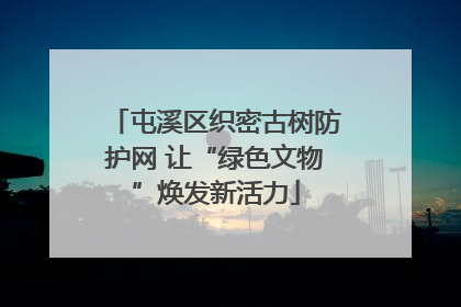 屯溪区织密古树防护网 让“绿色文物”焕发新活力