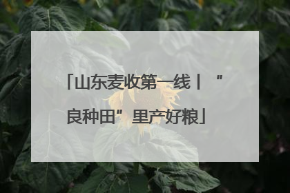 山东麦收第一线丨“良种田”里产好粮