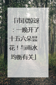 市民惊讶：一晚开了十五六朵昙花！与雨水均衡有关