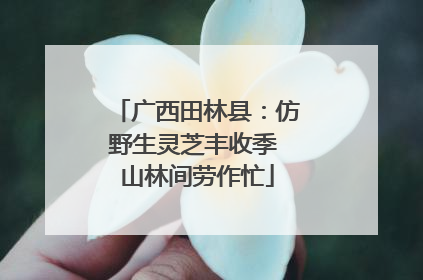 广西田林县：仿野生灵芝丰收季 山林间劳作忙