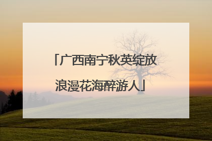 广西南宁秋英绽放 浪漫花海醉游人