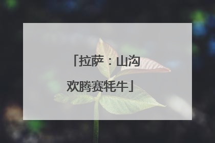 拉萨：山沟欢腾赛牦牛