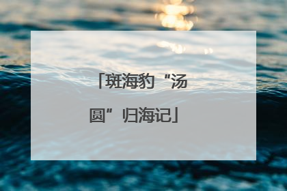 斑海豹“汤圆”归海记