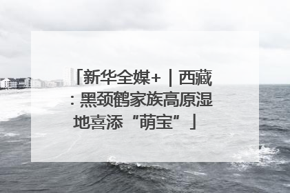 新华全媒+｜西藏：黑颈鹤家族高原湿地喜添“萌宝”