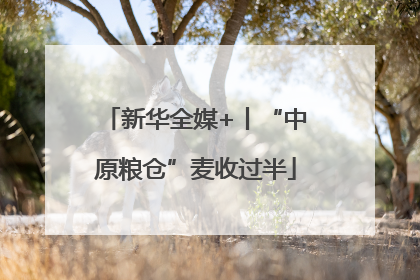 新华全媒+丨“中原粮仓”麦收过半