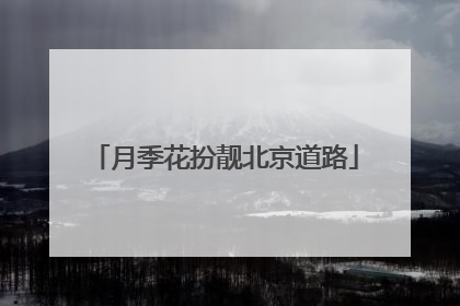 月季花扮靓北京道路
