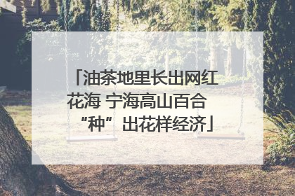 油茶地里长出网红花海 宁海高山百合“种”出花样经济