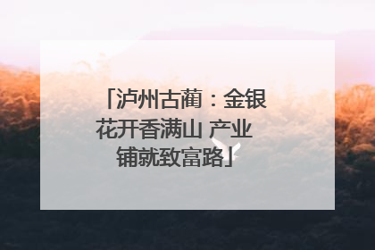 泸州古蔺：金银花开香满山 产业铺就致富路