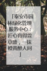 泰安市园林绿化管理服务中心：匠心育得萱草盛，一抹橙黄醉人间