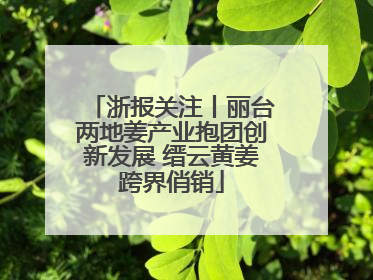 浙报关注丨丽台两地姜产业抱团创新发展 缙云黄姜跨界俏销