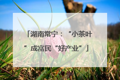 湖南常宁：“小茶叶”成富民“好产业”