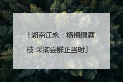 湖南江永：杨梅缀满枝 采摘尝鲜正当时